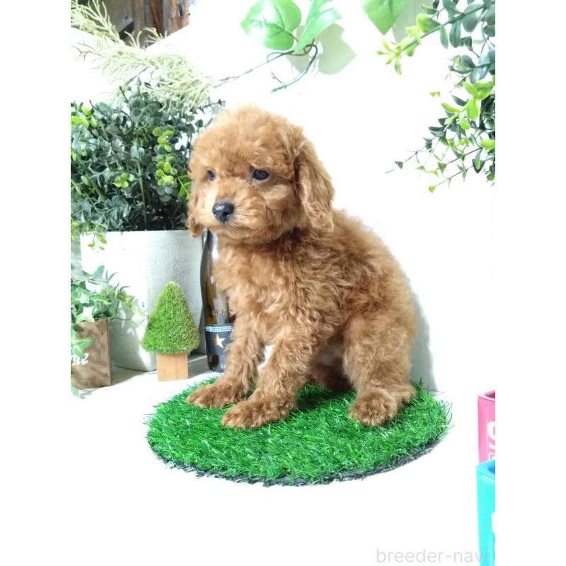 販売中の三重県のティーカッププードル-431840の5枚目