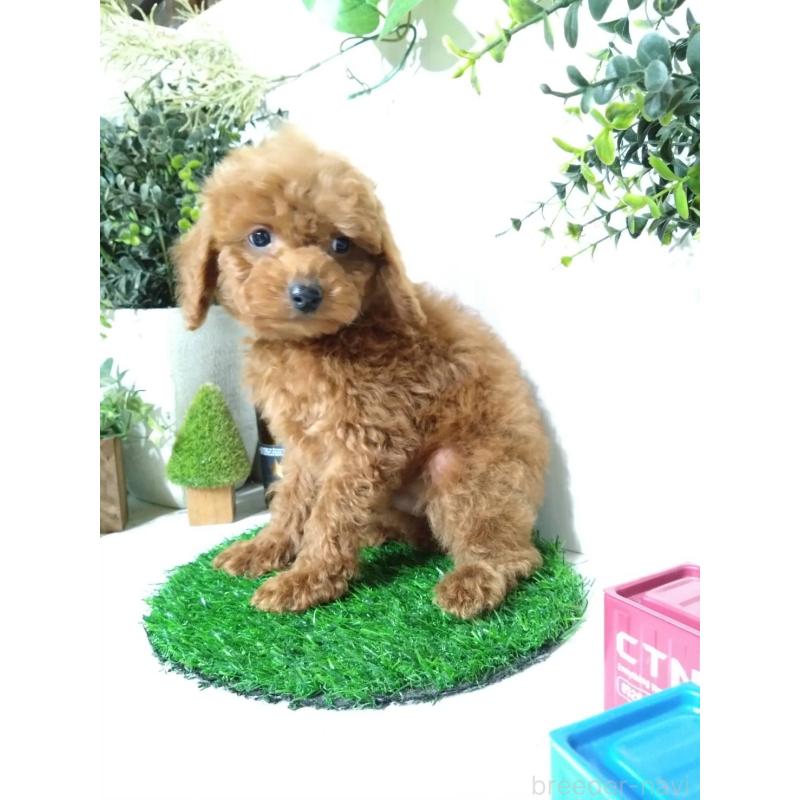 販売中の三重県のティーカッププードル-431840の4枚目