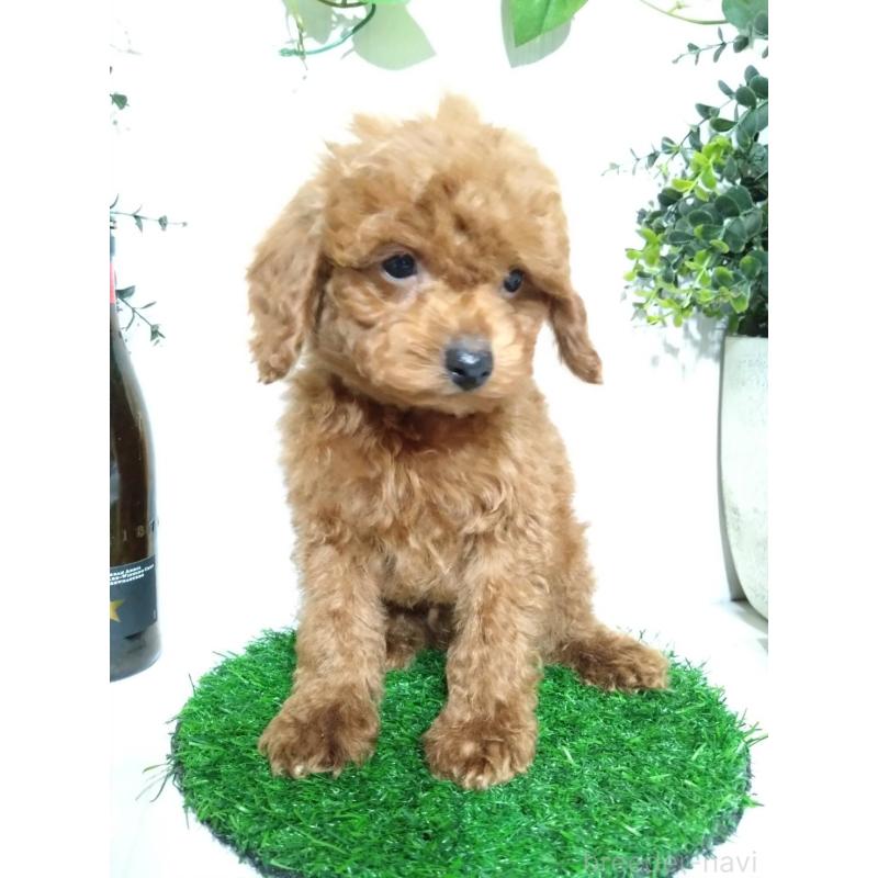 販売中の三重県のティーカッププードル-431840の3枚目