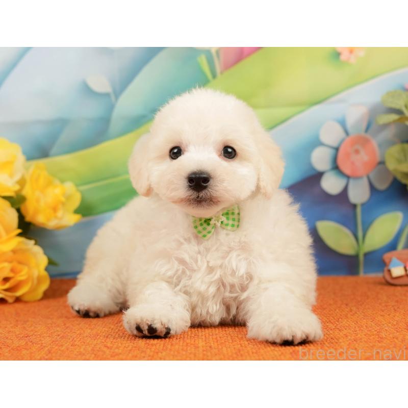 販売中の静岡県のトイプードル-437497の10枚目