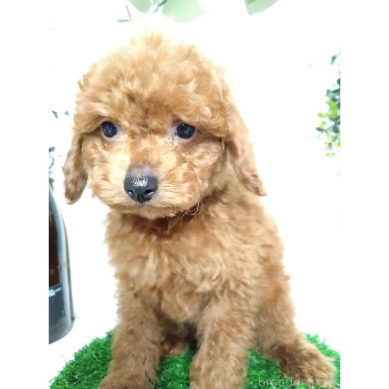 販売中の三重県のティーカッププードル-431840の2枚目