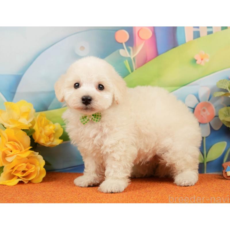 販売中の静岡県のトイプードル-437497の9枚目