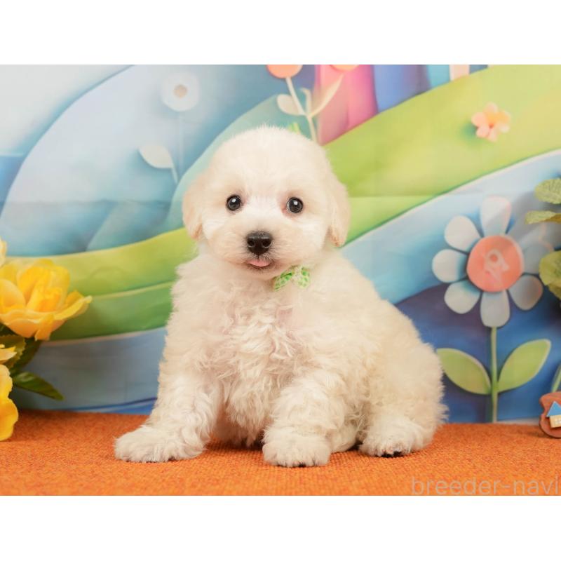 販売中の静岡県のトイプードル-437497の8枚目