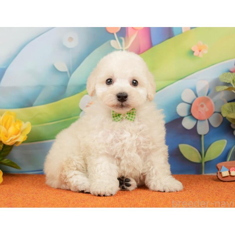 販売中の静岡県のトイプードル-437497の7枚目