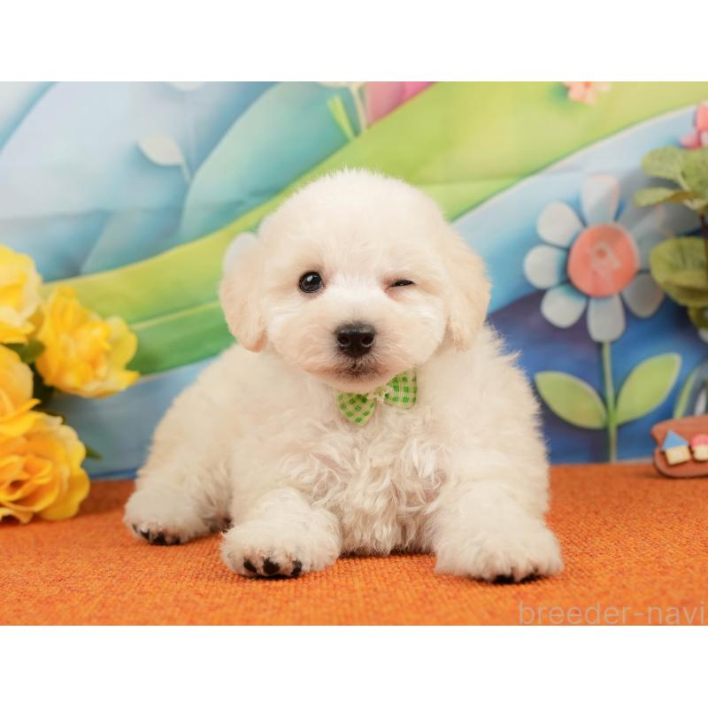 販売中の静岡県のトイプードル-437497の5枚目