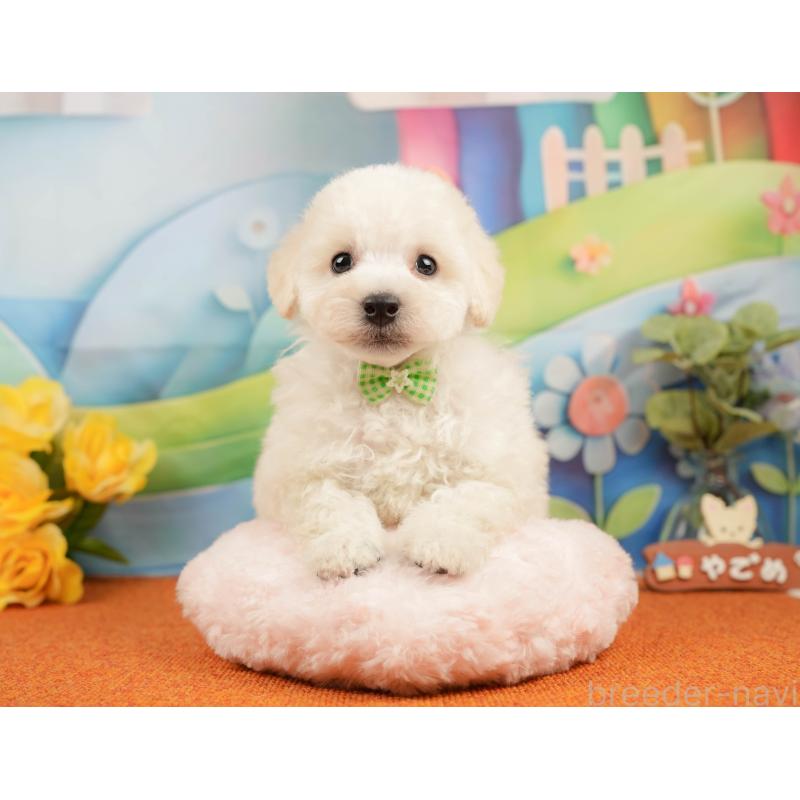 販売中の静岡県のトイプードル-437497の4枚目