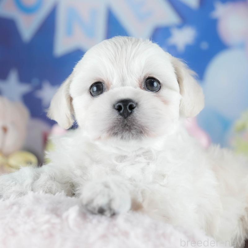 販売中の茨城県のミックス犬-437392