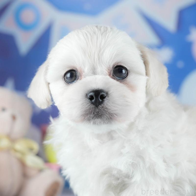 販売中の茨城県のミックス犬-437392の10枚目