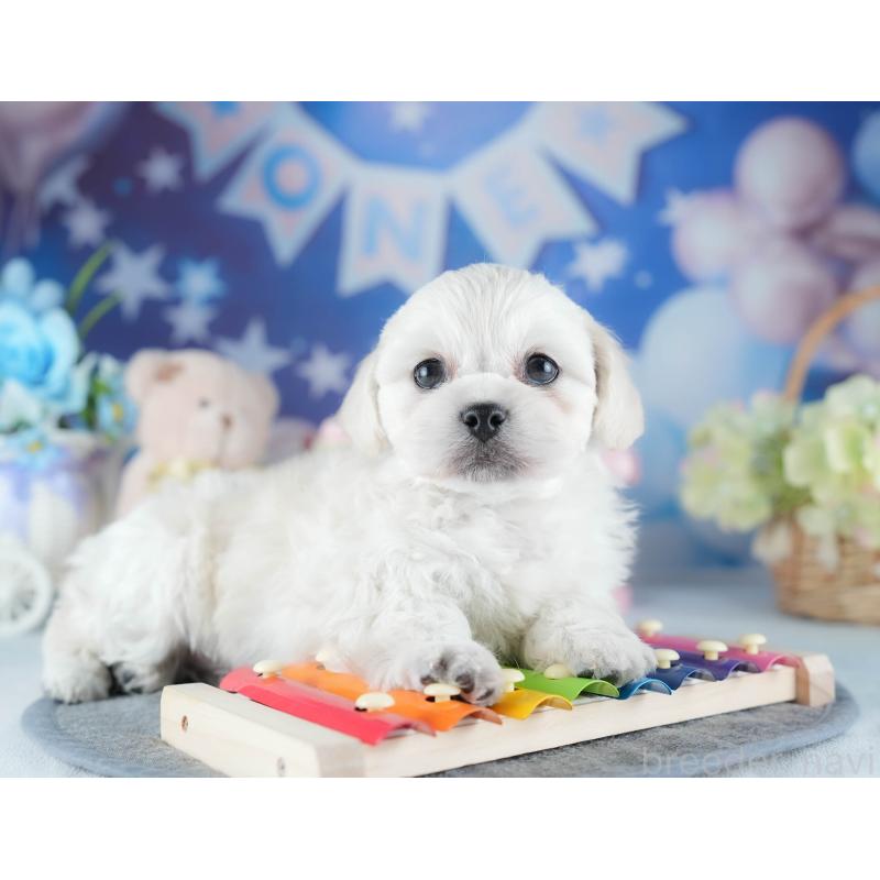 販売中の茨城県のミックス犬-437392の9枚目