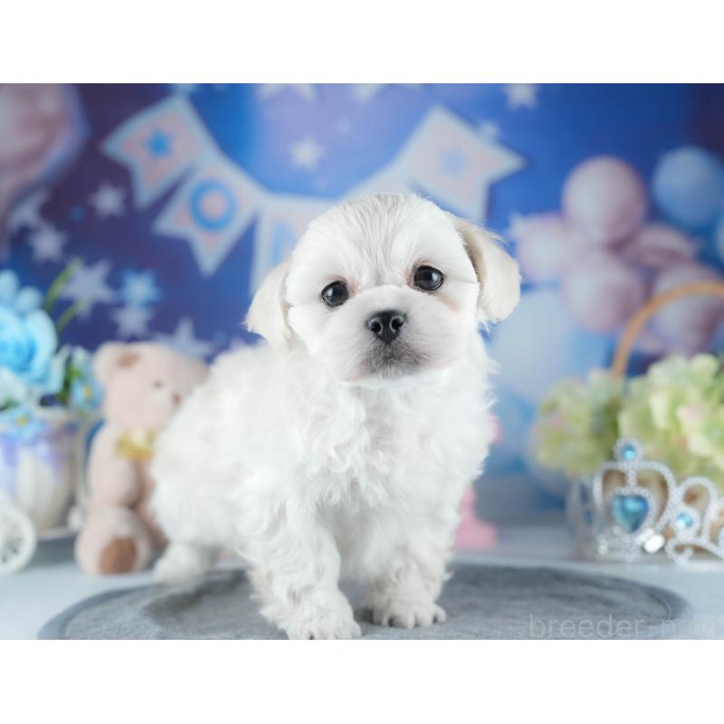 販売中の茨城県のミックス犬-437392の8枚目