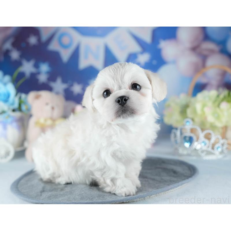 販売中の茨城県のミックス犬-437392の7枚目