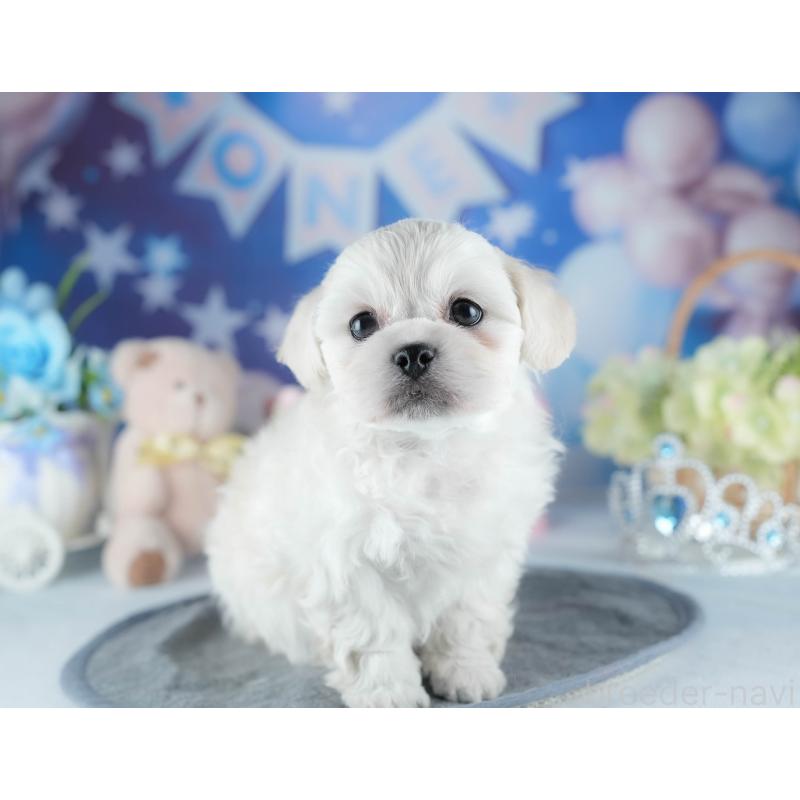 販売中の茨城県のミックス犬-437392の6枚目