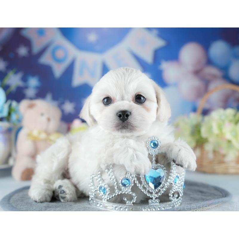 販売中の茨城県のミックス犬-437392の5枚目