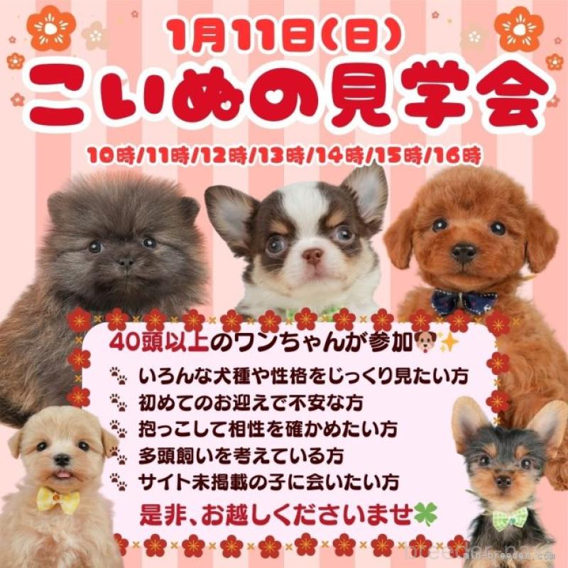 販売中の静岡県のトイプードル-437495の17枚目