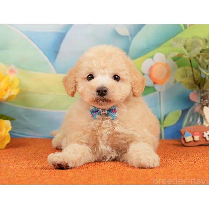 販売中の静岡県のトイプードル-437495の10枚目