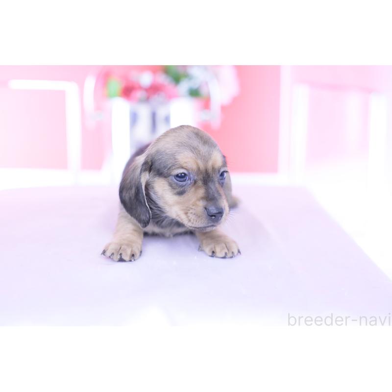 販売中の愛知県のカニンヘンダックスフンド(スムースヘアード)-437314の11枚目