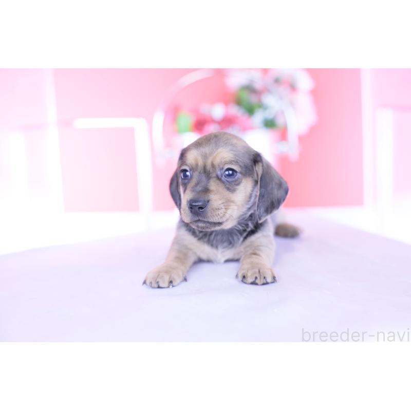 販売中の愛知県のカニンヘンダックスフンド(スムースヘアード)-437314の10枚目