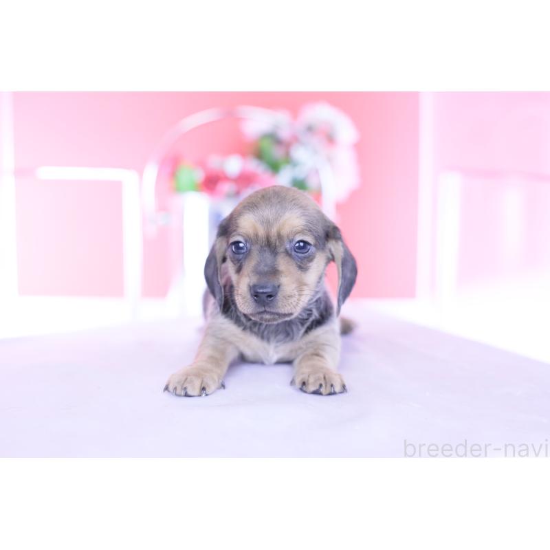 販売中の愛知県のカニンヘンダックスフンド(スムースヘアード)-437314の9枚目