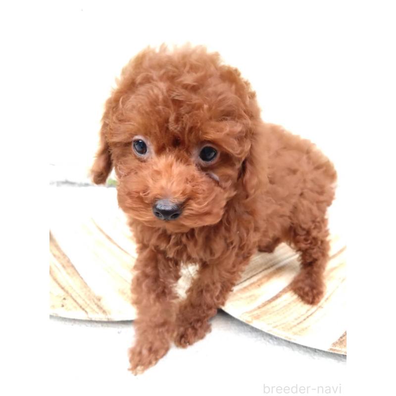 販売中の三重県のタイニープードル-431242の9枚目