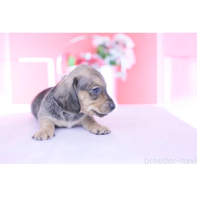 販売中の愛知県のカニンヘンダックスフンド(スムースヘアード)-437314の6枚目