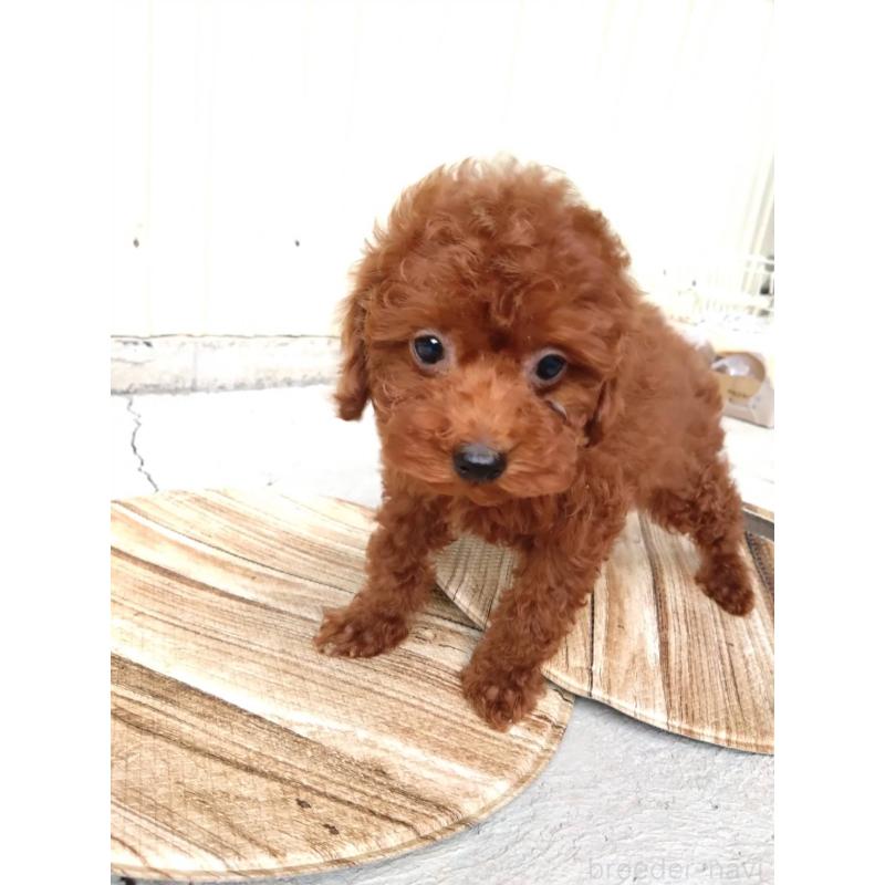 販売中の三重県のタイニープードル-431242の8枚目