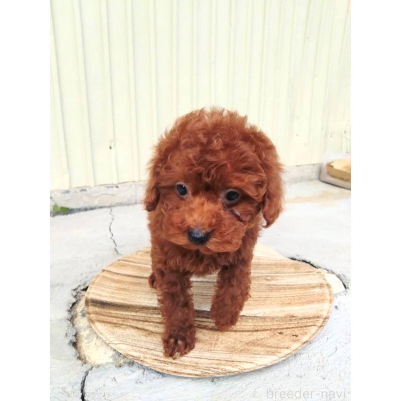 販売中の三重県のタイニープードル-431242の7枚目