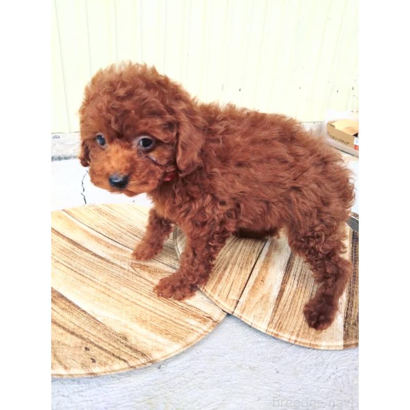 販売中の三重県のタイニープードル-431242の6枚目