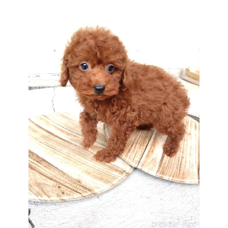 販売中の三重県のタイニープードル-431242の4枚目