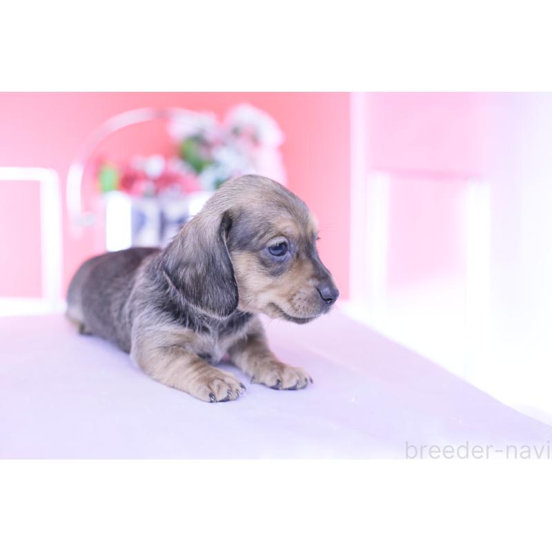 販売中の愛知県のカニンヘンダックスフンド(スムースヘアード)-437314の5枚目