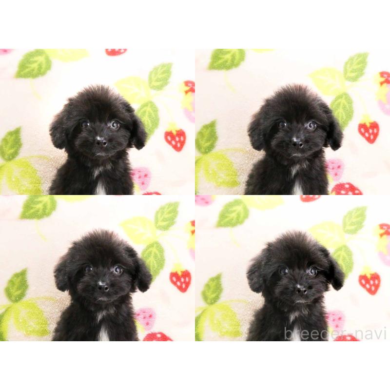 販売中の千葉県のチワプー:チワワ×トイプードル-429470の6枚目