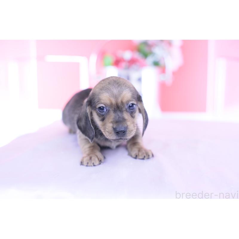 販売中の愛知県のカニンヘンダックスフンド(スムースヘアード)-437314の4枚目