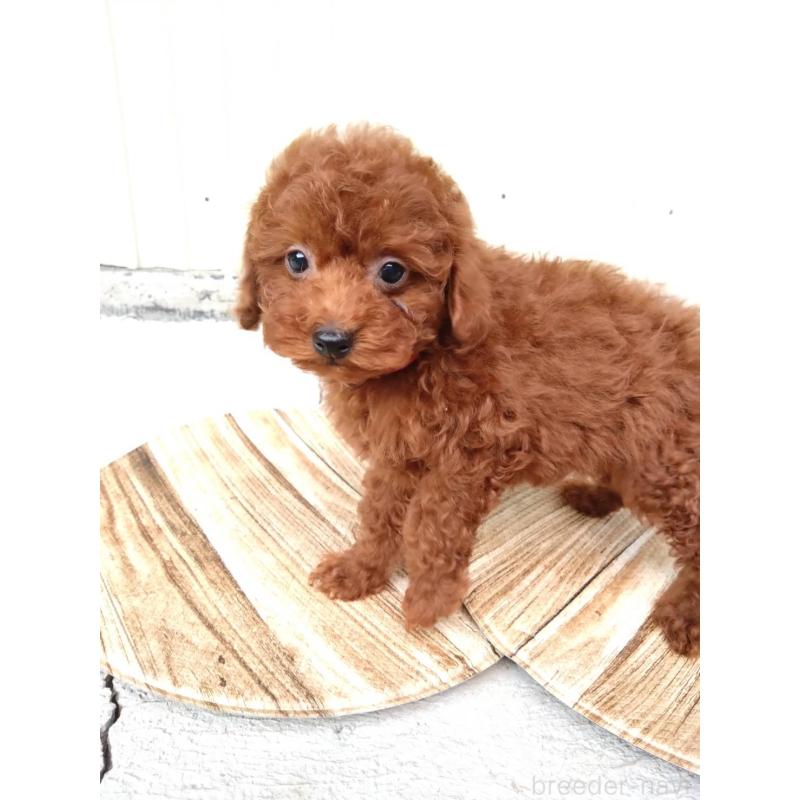 販売中の三重県のタイニープードル-431242の3枚目