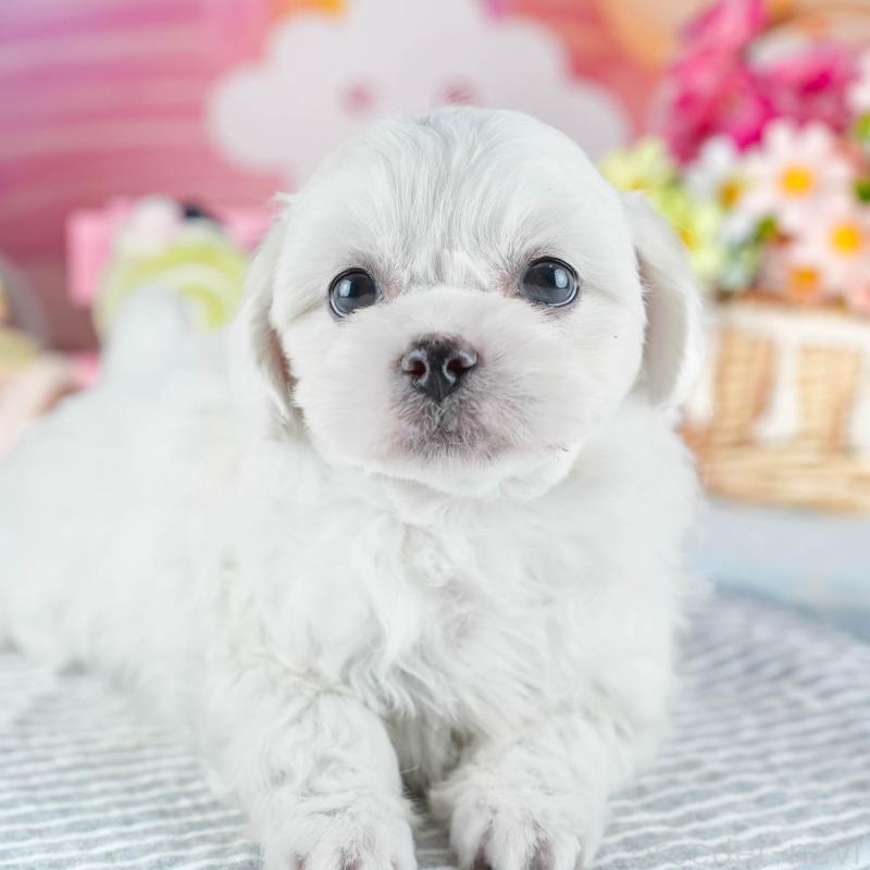 販売中の茨城県のミックス犬-437388の10枚目