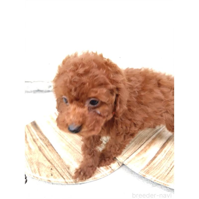 販売中の三重県のタイニープードル-431242の2枚目