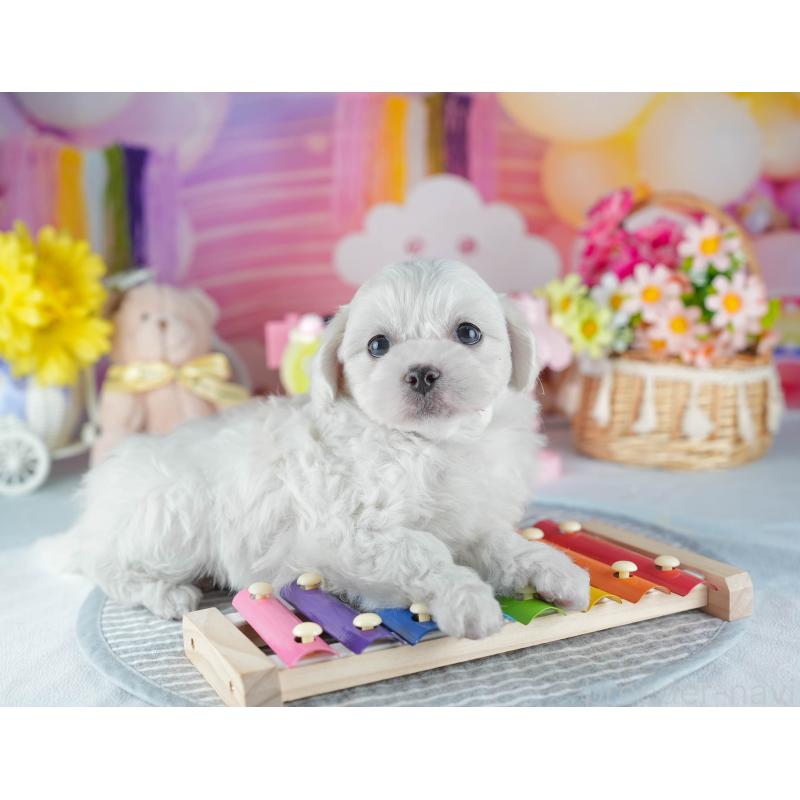 販売中の茨城県のミックス犬-437388の9枚目