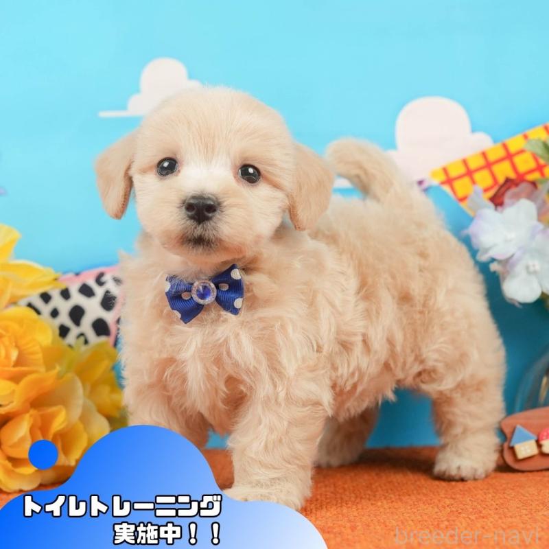 販売中の静岡県のマルプー:マルチーズ×トイプードル-437492