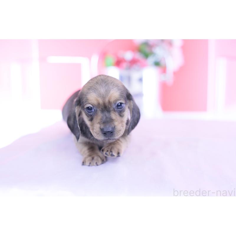 販売中の愛知県のカニンヘンダックスフンド(スムースヘアード)-437314の3枚目