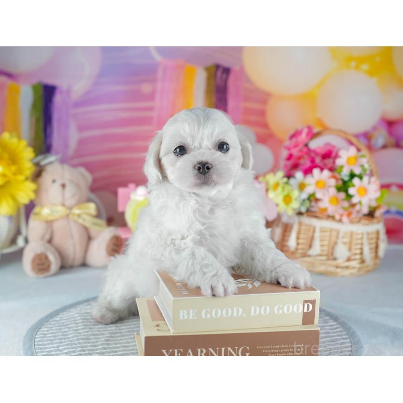 販売中の茨城県のミックス犬-437388の8枚目