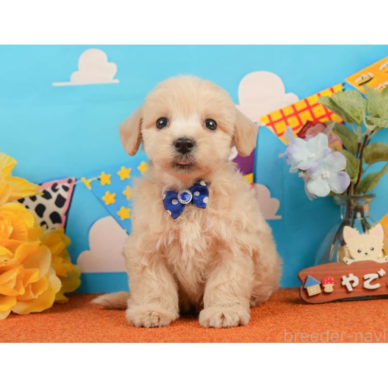 販売中の静岡県のマルプー:マルチーズ×トイプードル-437492の10枚目