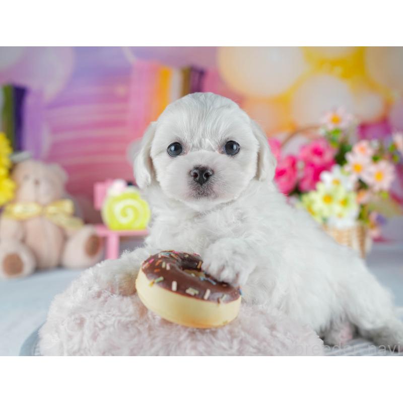 販売中の茨城県のミックス犬-437388の7枚目