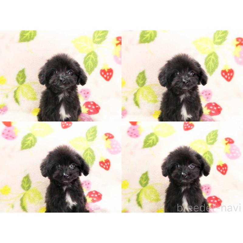 販売中の千葉県のチワプー:チワワ×トイプードル-429470の4枚目