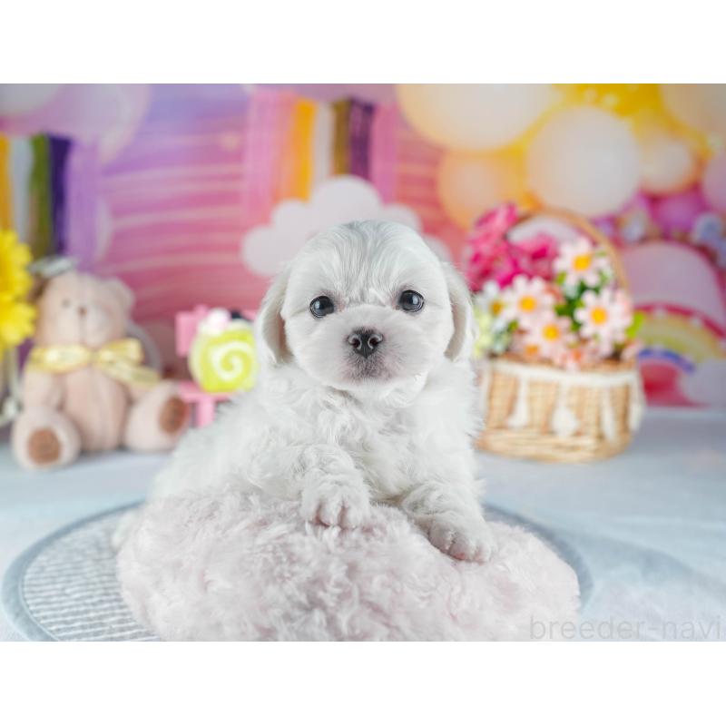 販売中の茨城県のミックス犬-437388の6枚目