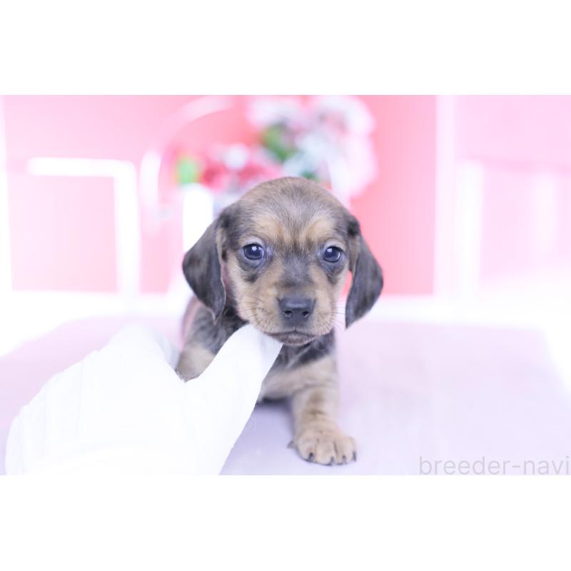 販売中の愛知県のカニンヘンダックスフンド(スムースヘアード)-437314の2枚目