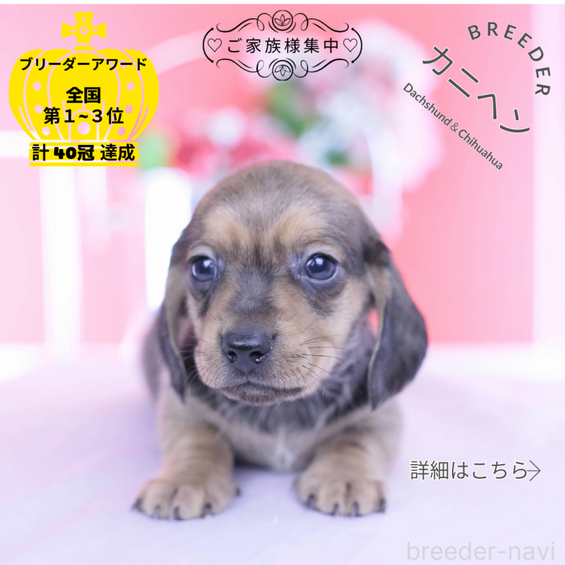 販売中の愛知県のカニンヘンダックスフンド(スムースヘアード)-437314