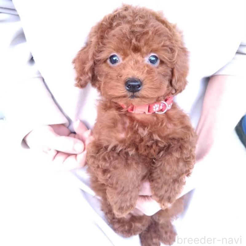 販売中の三重県のタイニープードル-431242の1枚目
