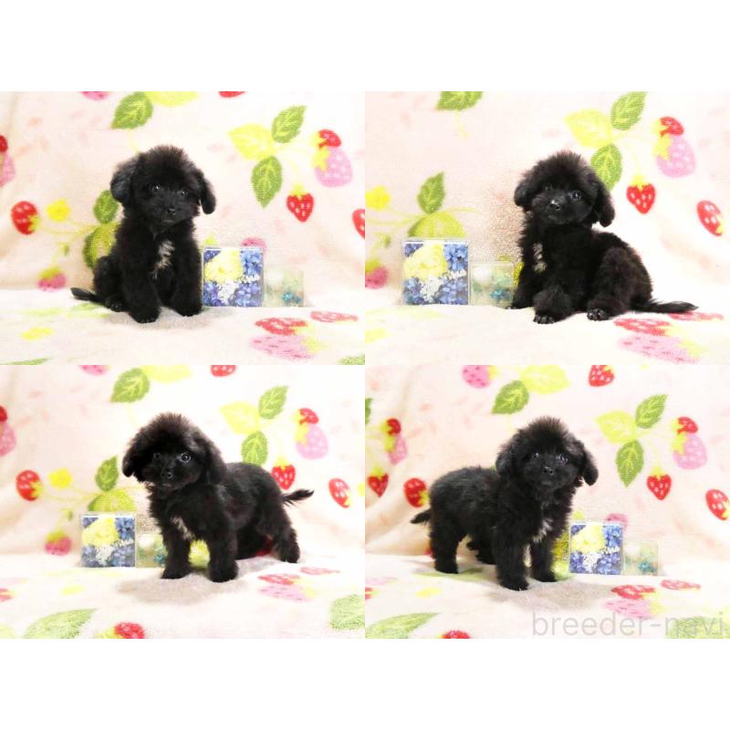 販売中の千葉県のチワプー:チワワ×トイプードル-429470の3枚目