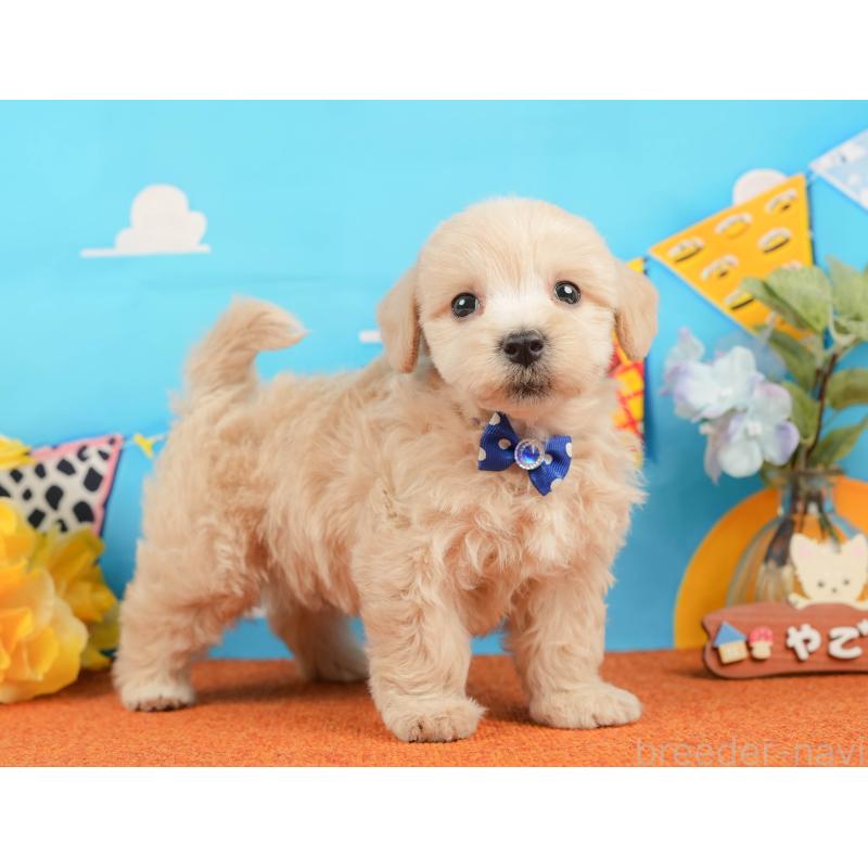 販売中の静岡県のマルプー:マルチーズ×トイプードル-437492の8枚目