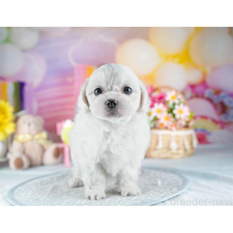 販売中の茨城県のミックス犬-437388の5枚目