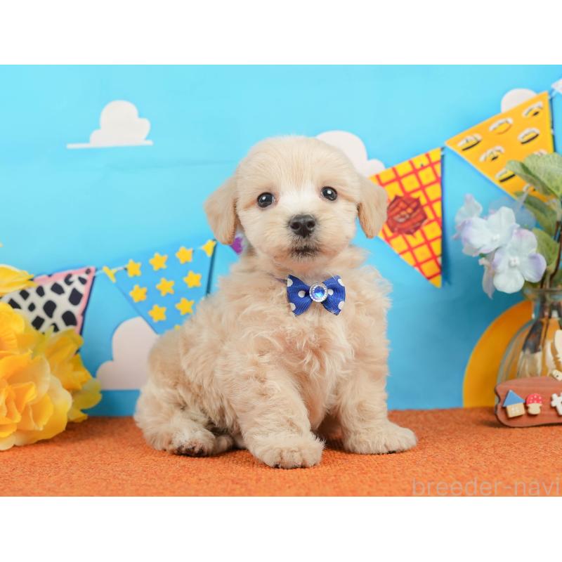 販売中の静岡県のマルプー:マルチーズ×トイプードル-437492の7枚目