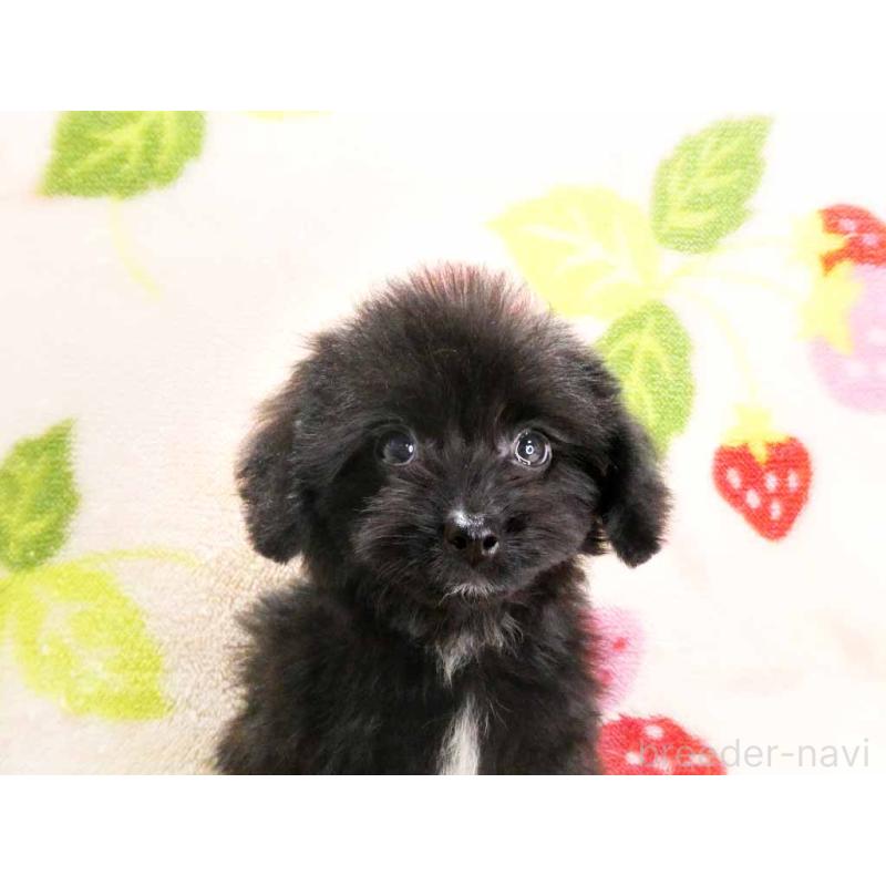 販売中の千葉県のチワプー:チワワ×トイプードル-429470の2枚目